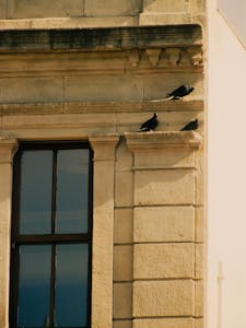Three pigeons resting on the ornate ledge of a historic stone building with large window.